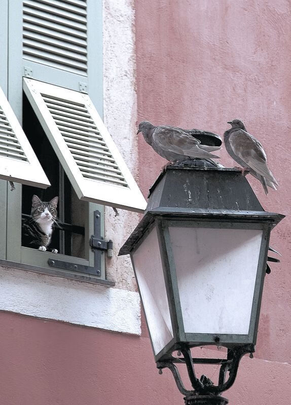 熊猫TV-跨界风暴，美加墨世界杯焦点战与勇士淘汰尼克斯的体育史诗